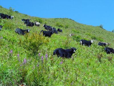 五年雅安繪巨變 綠色發(fā)展天地寬--寫在中國共產(chǎn)黨雅安市第五次代表大會(huì)開幕之際