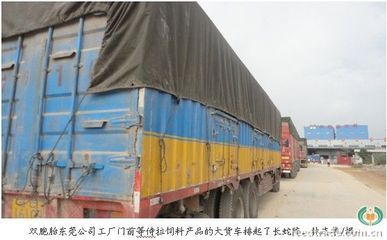 新《條例》實施為雙胞胎帶來發展機遇-中國飼料行業信息網-立足飼料,服務畜牧