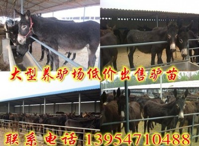 江蘇盱眙縣(綿羊羊羔價格)_農(nóng)副產(chǎn)品_世界工廠網(wǎng)