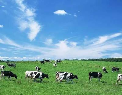 為何我國畜牧業(yè)主產(chǎn)區(qū)牛羊肉價格反倒更貴?