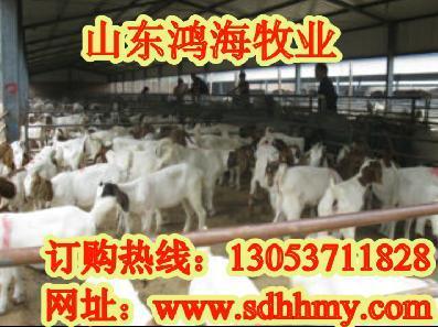 山東畜牧局肉驢種羊價格肉驢肉牛網(wǎng)專業(yè)肉牛養(yǎng)殖基地-錢眼產(chǎn)品