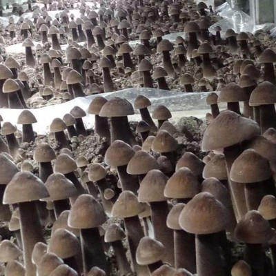 干雞樅菌_菌菇干貨_農業/畜牧_產品_企騰網工廠優選