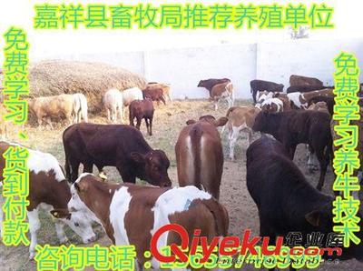 優惠大酬賓-嘉祥縣畜牧局推薦一批優質西門塔爾牛,免費運輸-嘉祥縣民富養殖場提供優惠大酬賓-嘉祥縣畜牧局推薦一批優質西門塔爾牛,免費運輸的相關介紹、產品、服務、圖片、價格嘉祥縣民富養殖場、肉牛;種羊;肉驢;西門塔爾牛;魯西黃牛;小尾寒羊;波爾山羊;利木贊牛;斗雞;細犬;獺兔;黑山羊;馬匹;長毛兔;青山羊