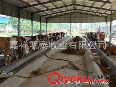 山東明泰畜牧良種基地 常年供應(yīng)各種優(yōu)質(zhì)西門(mén)塔爾牛 肉牛-嘉祥明泰牧業(yè)提供山東明泰畜牧良種基地 常年供應(yīng)各種優(yōu)質(zhì)西門(mén)塔爾牛 肉牛的相關(guān)介紹、產(chǎn)品、服務(wù)、圖片、價(jià)格嘉祥明泰牧業(yè)、牛;羊;驢