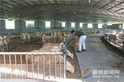 致富路上“領頭羊”