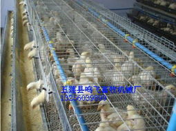 雞籠,肉蛋雞設備,鳴飛機械 最值得信賴的肉雞籠供應商