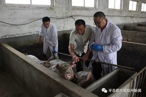 抓班子帶隊伍,轉(zhuǎn)作風(fēng)促發(fā)展 膠州市畜牧獸醫(yī)局推進畜牧業(yè)綠色健康發(fā)展,筑牢全市食品安全第一道防線