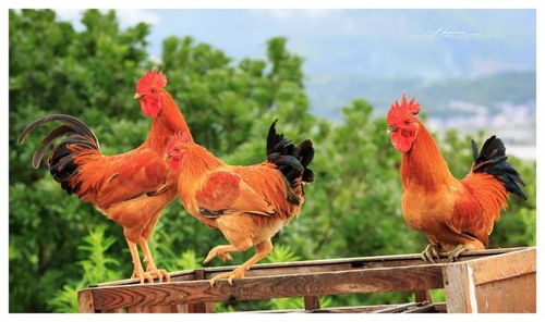 可食用陸生動物名單 征求意見 狗為伴侶動物擬禁食