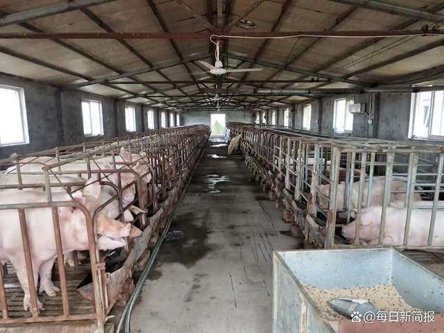 【建設現代化養殖小區】 白羽雞是我省優質畜牧產品之一,年出欄量約16