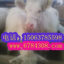 哪里能買到品種好的夏洛萊牛_農副產品_世界工廠網