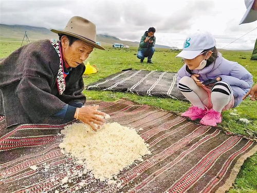 山南市曲松縣瑪如村因地制宜發展綿羊短期育肥,深入實施牧業改革