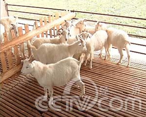 魅力農(nóng)產(chǎn)品之江蘇篇:海門山羊(2008.11.19)(組圖)_財(cái)經(jīng)臺(tái)