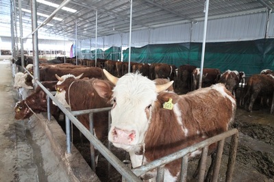 肉牛養殖場。