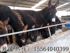 宜春春節將近牛的價格多少