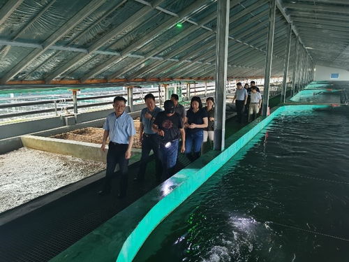 黃海水產研究所 黃條鰤工廠化循環水養殖技術示范 通過現場驗收