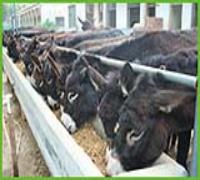 山東同輝牧業-畜牧-肉驢產品展廳-環球經貿網