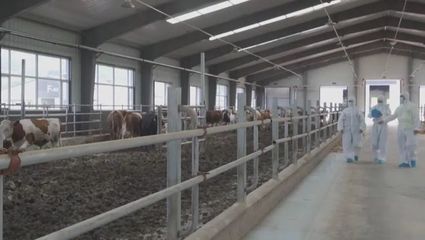 邁出新步伐 取得新成效 吉林:肉牛產業