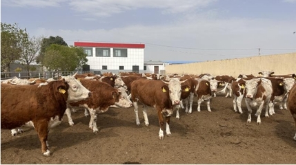 “涼州黃白花牛肉”榮獲全國名特優(yōu)新農產品稱號