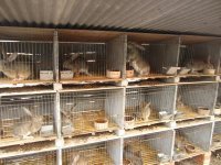 山東畜牧局獺兔種兔肉兔種兔繁育基地_農(nóng)副產(chǎn)品_世界工廠網(wǎng)