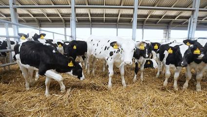 為雞謀幸福?肯德基即將推出 3D 生物打印雞肉,或能不再讓雞受苦