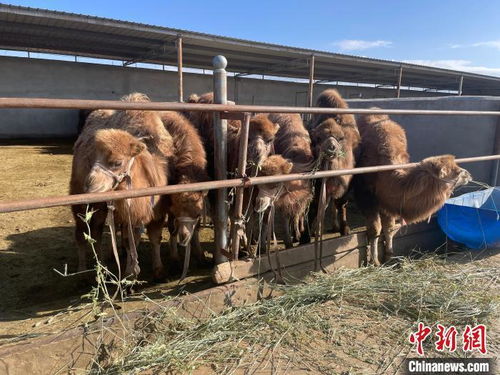 雙峰駱駝養殖業為柴達木盆地農牧民開辟增收 致富路