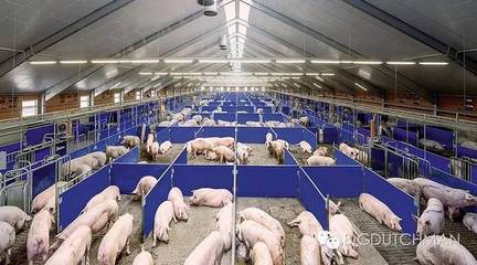 中國企業走上世界舞臺領取動物福利金獎:第一站德國
