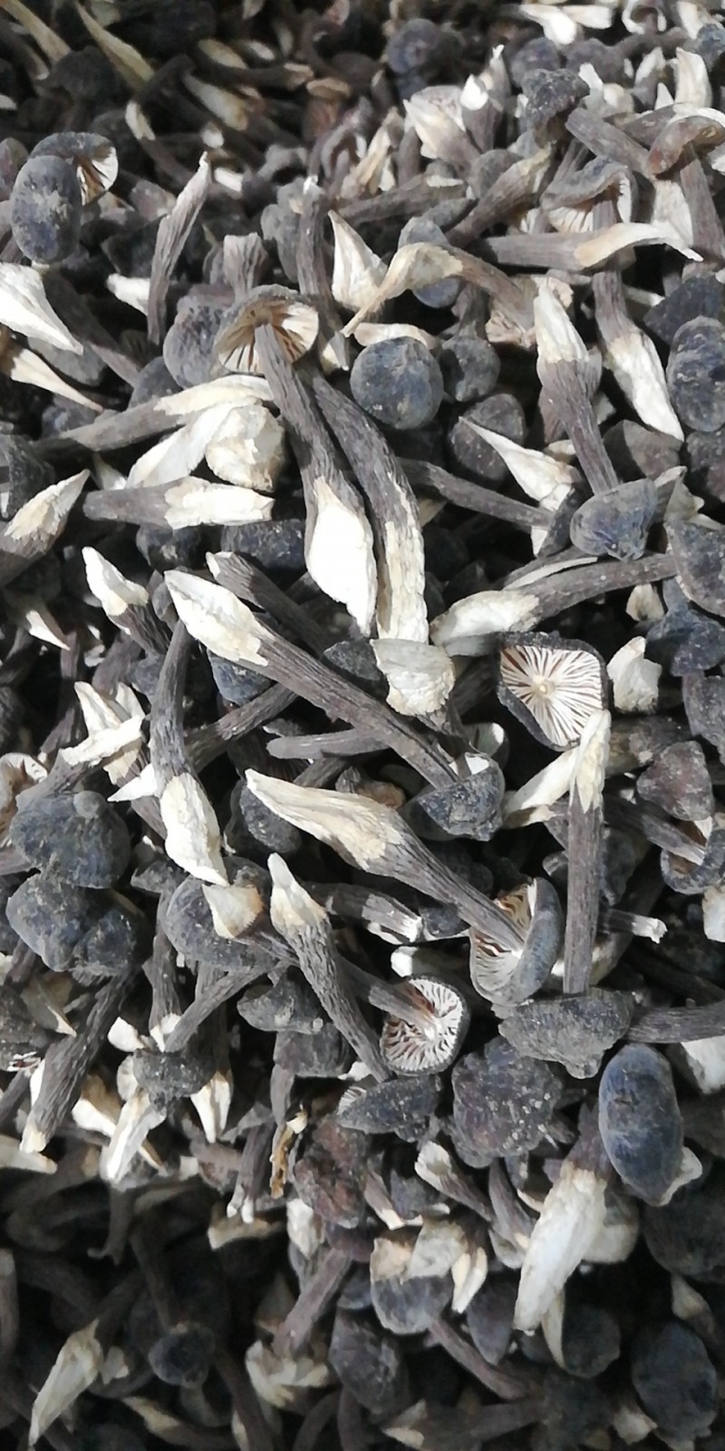 干雞樅菌_菌菇干貨_農業/畜牧_產品_企騰網工廠優選