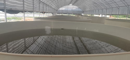 有哪些水產品種適合工廠化循環水養殖
