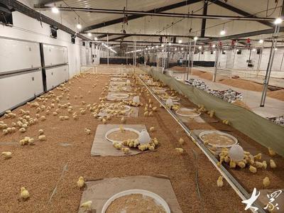 濰坊諸城打造畜牧業全產業鏈,提升產品競爭力