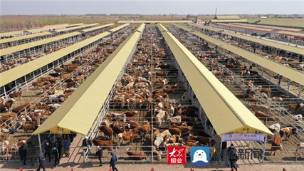 陽信:優質牛肉被評為全國“十佳網紅產品”