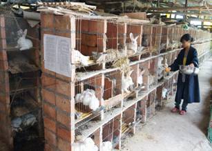 一切為了父老鄉親脫貧奔康 記屏山縣政協委員 書樓鎮畜牧水產站站長王祿富
