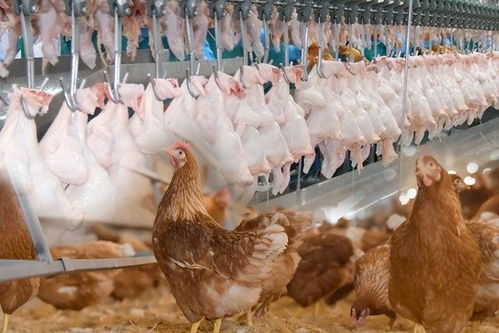 泰國畜牧產品出口呈現總量和價值雙增長 榴蓮創收超500億銖