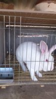 山東畜牧局獺兔種兔肉兔種兔繁育基地_農副產品_世界工廠網