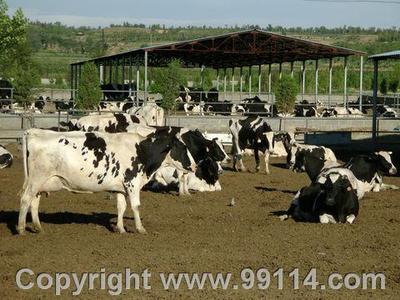 肉牛養(yǎng)殖,魯西黃牛,養(yǎng)牛,養(yǎng)牛場(chǎng),肉牛價(jià)格,遼寧養(yǎng)牛,吉林養(yǎng)牛基地,黑龍江西門塔爾牛,東北黃牛養(yǎng)殖場(chǎng) 牛 找供應(yīng) 中國(guó)農(nóng)產(chǎn)品交易網(wǎng) 中國(guó)114農(nóng)業(yè)網(wǎng) 中國(guó)農(nóng)業(yè)B2B
