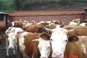 【現(xiàn)在養(yǎng)殖肉牛真賺錢】?jī)r(jià)格,廠家,批發(fā),牛,山東宏承牛羊養(yǎng)殖基地-中國(guó)網(wǎng)庫(kù)