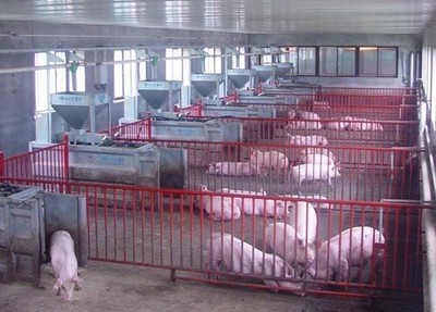 濰坊仔豬行情-海商網,畜禽及養殖動物產品庫