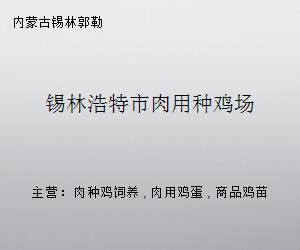 錫林浩特市肉用種雞場